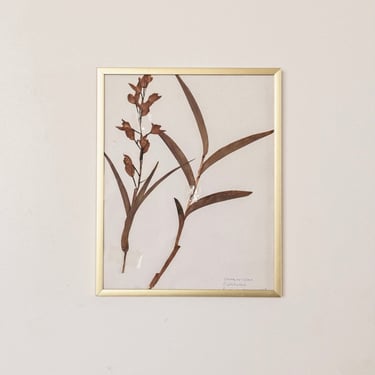 French framed botanical, “cephalanthera”