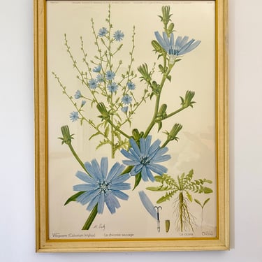 Vintage Marta Seitz Large Framed Art - La Chicoree Sauvage - Wegwarte (Cichorium Intybus) - Chicory 
