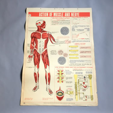 Action of Muscle and Nerve school health wall chart - W. M. Welch Manufacturing Company - 1946 vintage 