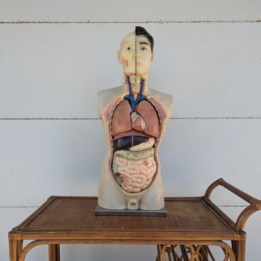 Vintage Life Size Medical Anatomical Human Torso Model Circa 1950's 