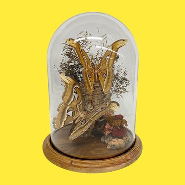 LOCAL PICKUP ONLY ———— Vintage Butterfly Taxidermy Under Cloche 