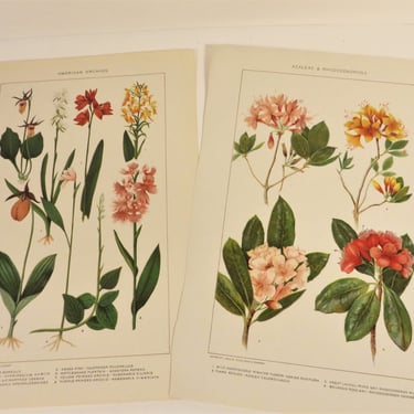 Antique Botanic Flower Prints 