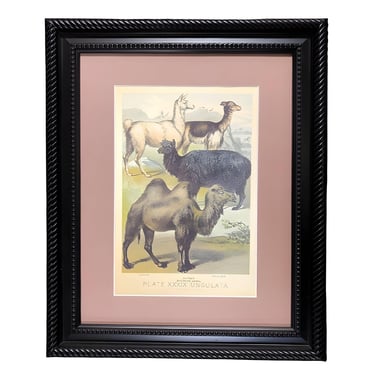 Natural Sciences Lithograph "Ungulates 39" by Georges Cuvier, Framed 