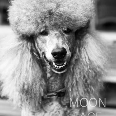 Digital Poodle Art Print | Smiling Dog 