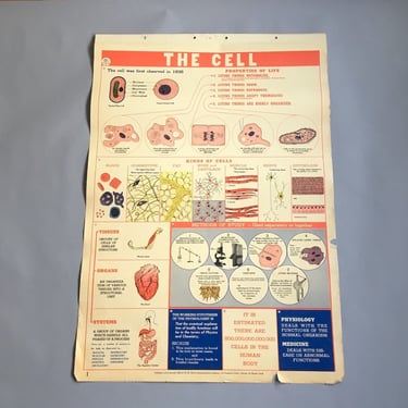 The Cell school health wall chart - W. M. Welch Manufacturing Company - 1946 vintage 