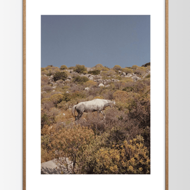 Camouflage Framed Print