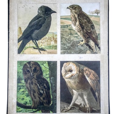 French Chromolithography 1879 birds school prints school aid second set