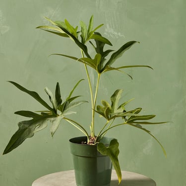 Fernleaf Philodendron