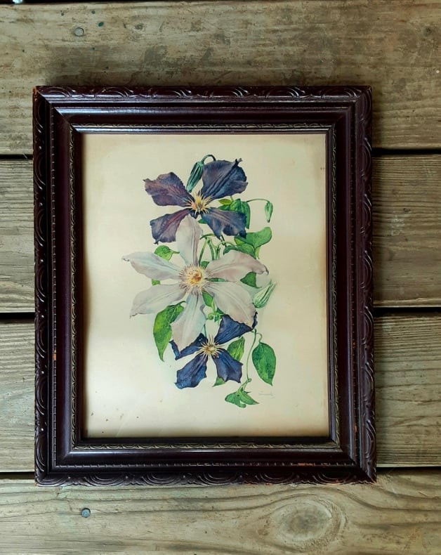 Hand Tinted Purple Clematis Print - Signed Smeel