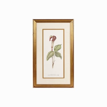 1988 Nancy Shumaker Pallan Lithograph Print Vintage Flower Jack-in-the-pulpit 