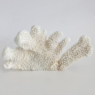 Natural White Cauliflower Coral Specimen / Beach Home Decor / Nautical Decor 
