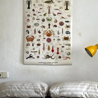 Educational poster printed in Denmark – birds, stars or sea creatures (1970s-80s) 
