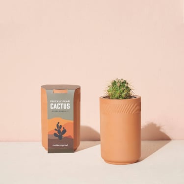 Terracotta Kit - Cactus