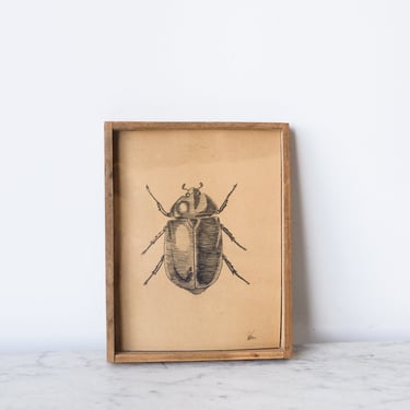 Vintage Beetle Drawing