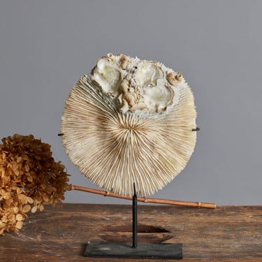 Mounted Coral Disc on Black Stand