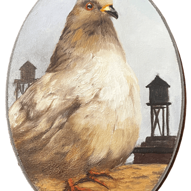 &quot;Alice&quot; Pigeon