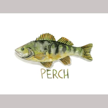 Perch Fish Watercolor Art Print