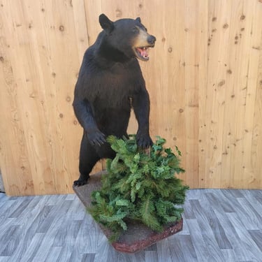Antique Full Body Standing Black Bear Taxidermy Mount