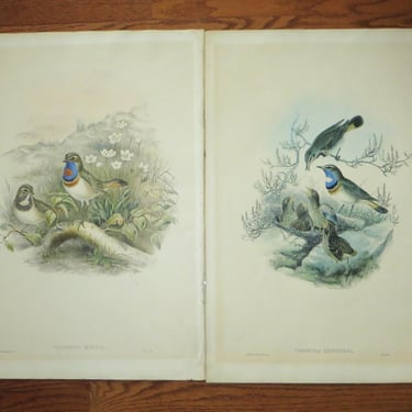 Vintage John Gould and William Hart Hand Colored Bird Lithographs 