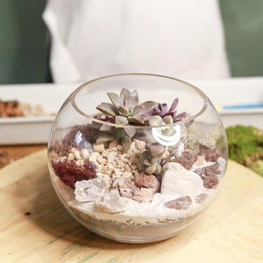 Valentine Terrariums at REWILD Cabin John 2/13 @ 7PM