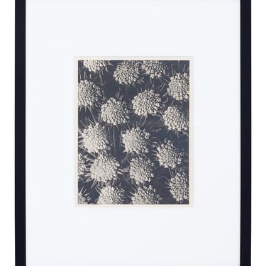 Vintage Blossfeldt Print - XXI