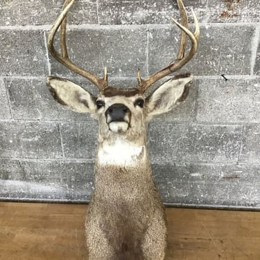 Cape Mount 3&#215;4 Mule Deer (Seattle)