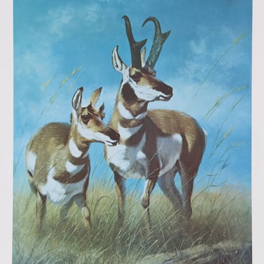 Pronghorn Antelope by Peter Darro 