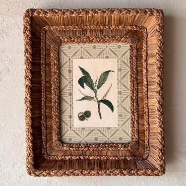Gusto Woven Frame with Phillip Miller Engraving of Chestnut Tree circa 1807