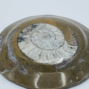 Nautilus Beautiful Polished Ammonite Fossil-3 7/8