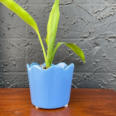 Modern Blue Scalloped Edge Small Planter