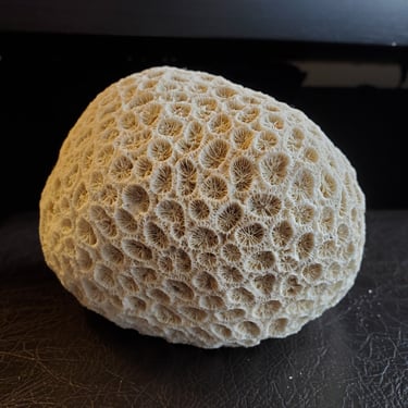 Brain Coral Fossil Perfect Beach Themed Home Decor Free Shipping 