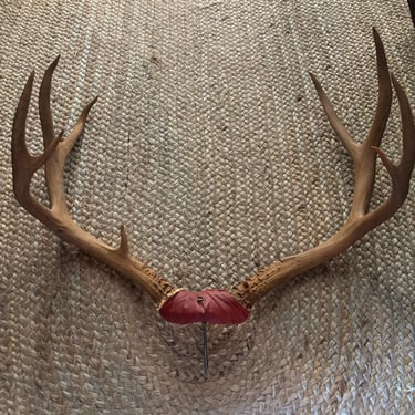 Deer Antlers