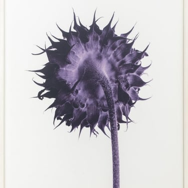 John Hall "Sunflower Study, Plum" Digital Print