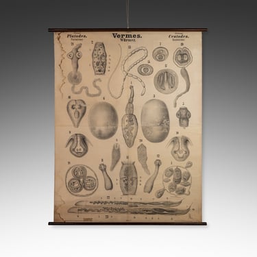 Antique Wurmer Worm Wall Chart by Rudolf Leuckart 42.5