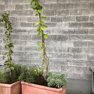 Instant Decorative Planter Garden (Seattle)