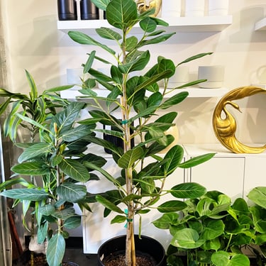 Ficus Audrey