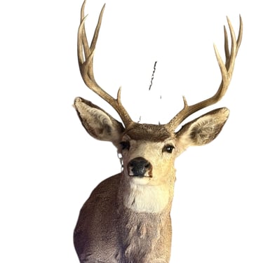 Vintage Mule Deer Taxidermy Shoulder Mount