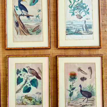 Antique French Naturalist Engravings in Burlwood Frames, Set of Four