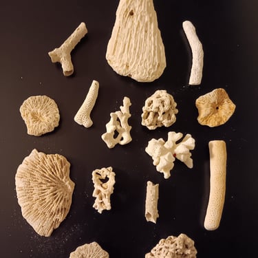 Coral Fossils 15 Small Pieces Perfect for Beach Themed Home Decor Free Shipping 