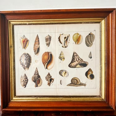 Antique Shells Engraving in Vintage Wood and Gilded Wood Frame
