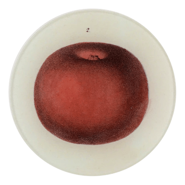Lady Apple 2, 5 1/4&quot; Round Plate