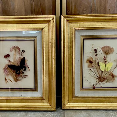 Pair Gilt Framed Dried Flowers Plants Rocky Mountain West Herbarium 