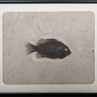 Prehistoric Fish Fossil "Priscacara Serrata"