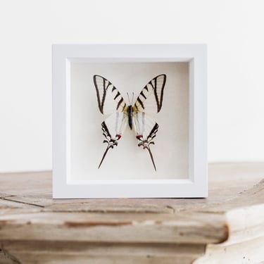 Framed Great Kite Swordtail Butterfly