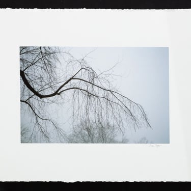 Anne Sager Forest in Fog Color Photograph Print