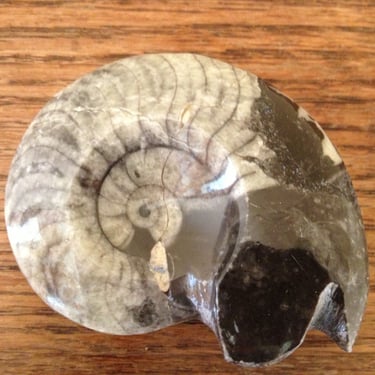 Nautilus Beautiful Polished Ammonite Fossil-3" 