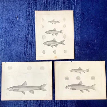 Vintage USPRR Survey Fish Prints 
