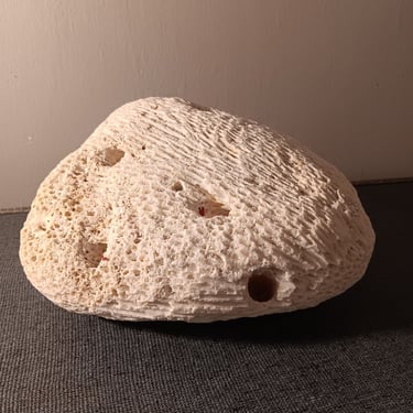 Brain Coral Fossil 6.5 Inch Long Perfect Beach Themed Home Decor Free Shipping 