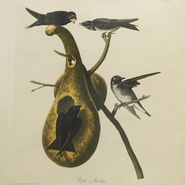 Colossal Purple Martin Lithograph