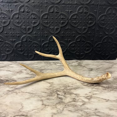 Antler Shed 4 Point